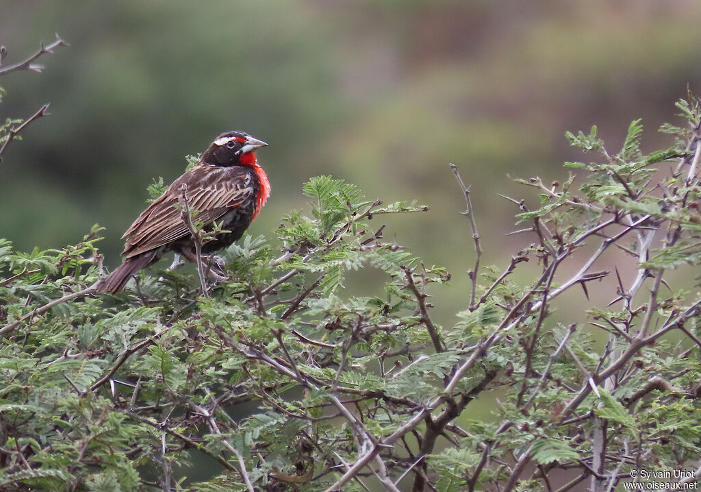 Peruvian Meadowlark male adult