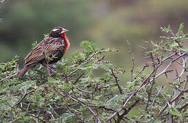 Peruvian Meadowlark