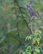 Peruvian Meadowlark