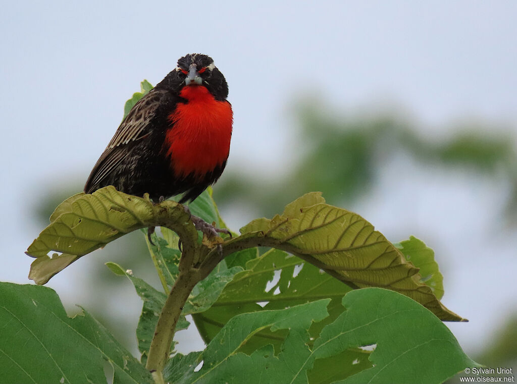 Peruvian Meadowlark male adult