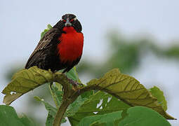 Peruvian Meadowlark