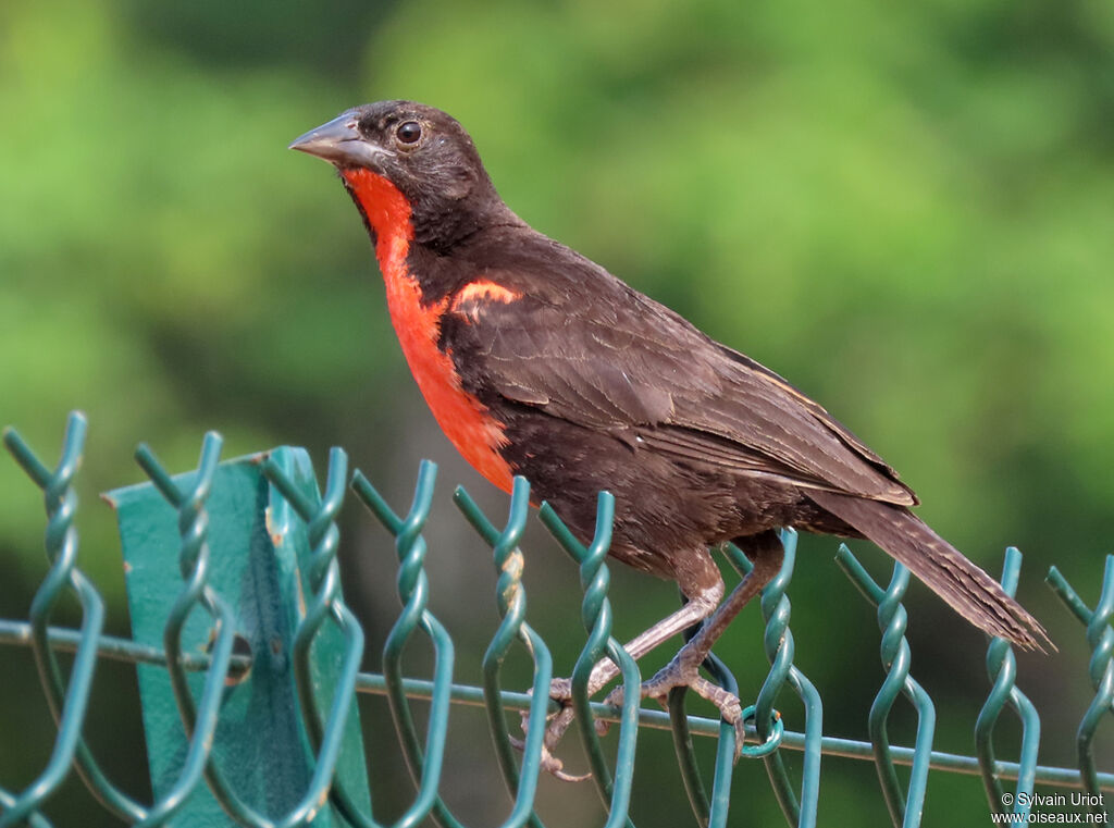 Red-breasted Blackbird male adult