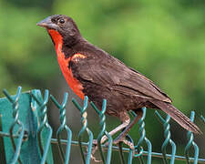 Red-breasted Blackbird