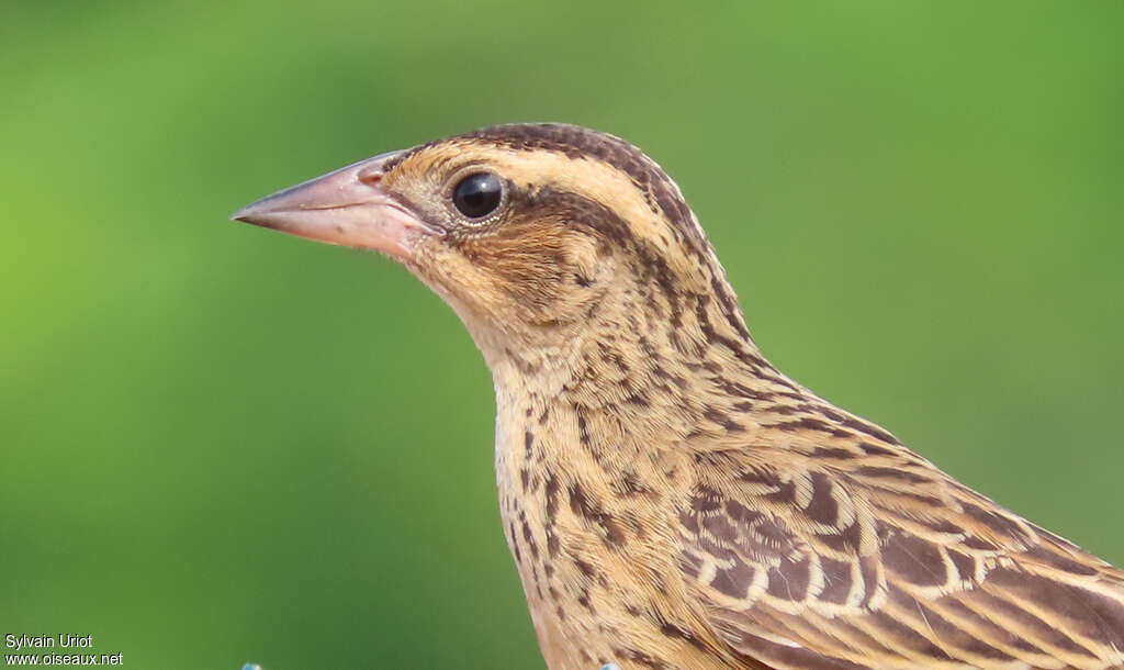 Red-breasted Blackbird female adult, close-up portrait