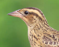 Red-breasted Meadowlark