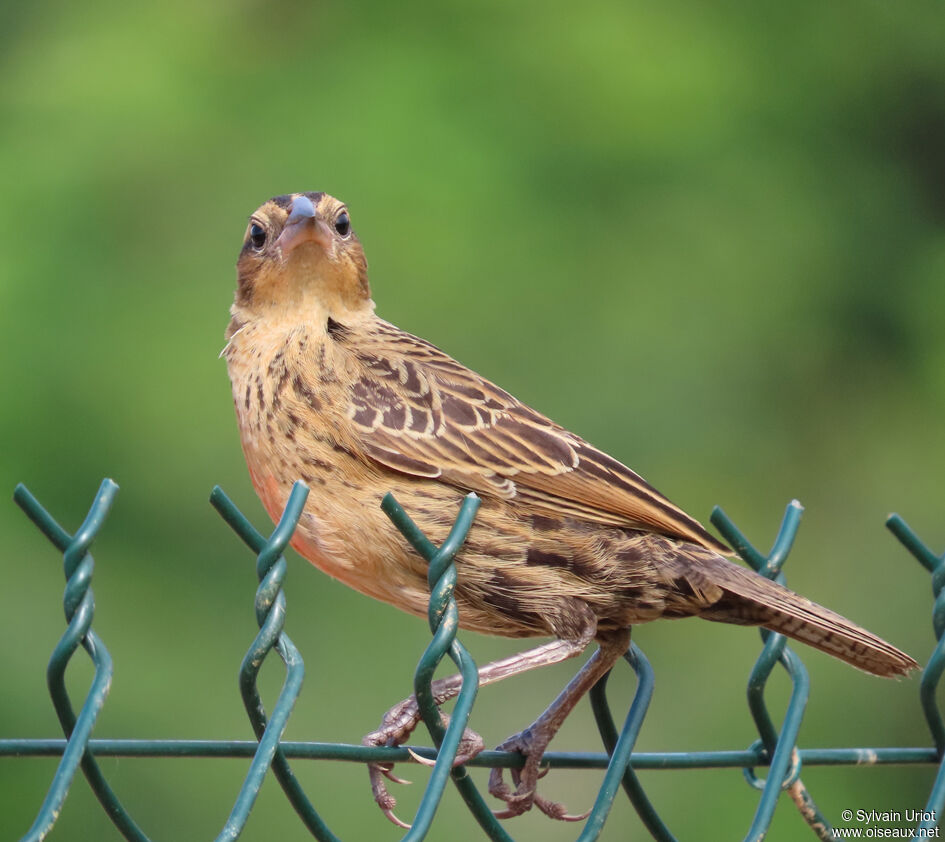 Red-breasted Meadowlark female adult