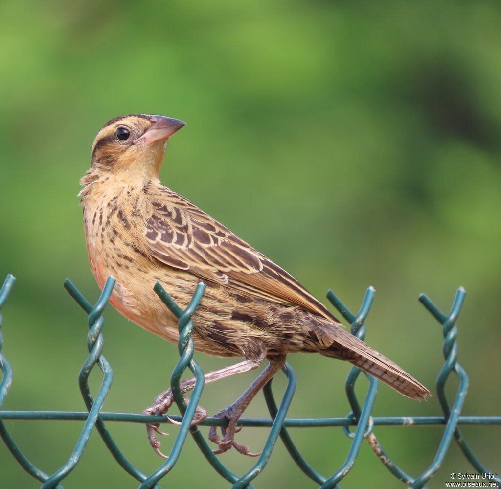 Red-breasted Blackbird female adult