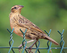 Red-breasted Meadowlark