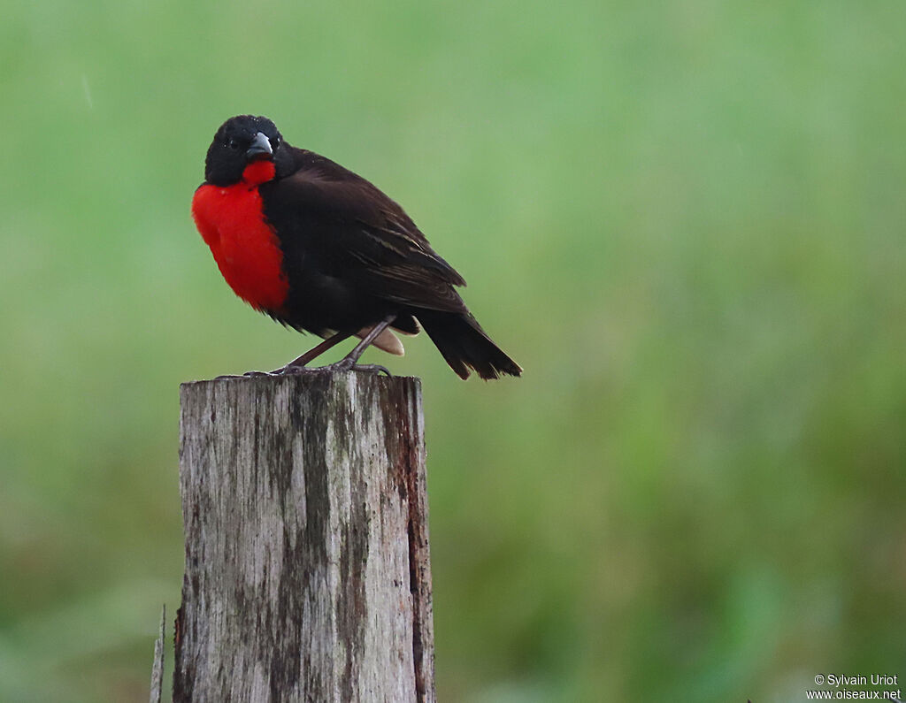 Red-breasted Meadowlark male adult