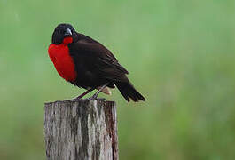 Red-breasted Blackbird