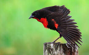 Red-breasted Meadowlark