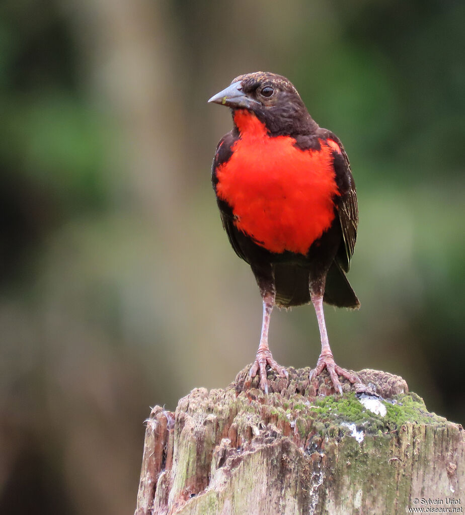 Red-breasted Blackbird male adult