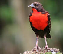 Red-breasted Blackbird