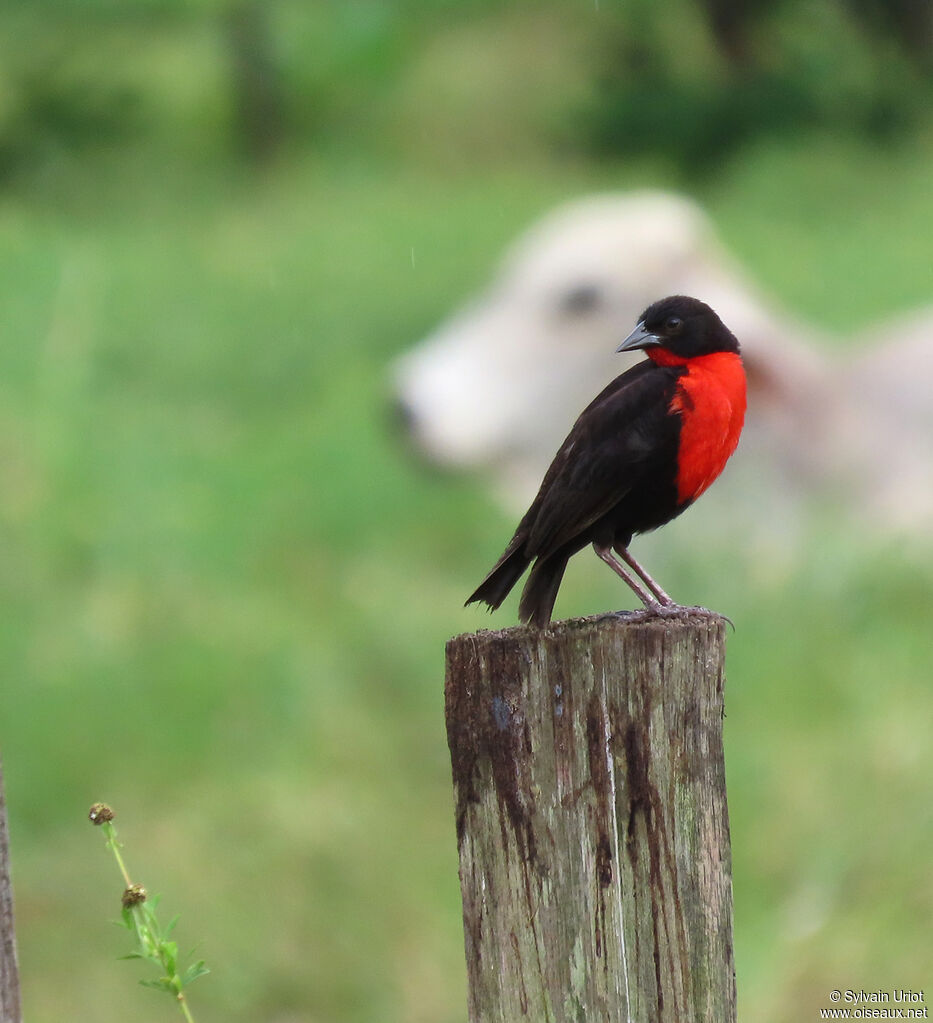 Red-breasted Meadowlark male adult