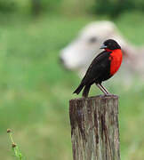 Red-breasted Blackbird