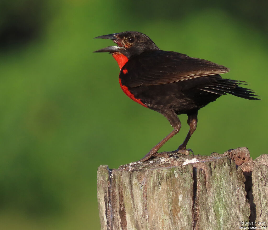 Red-breasted Blackbird male adult