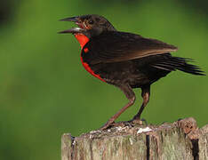 Red-breasted Blackbird