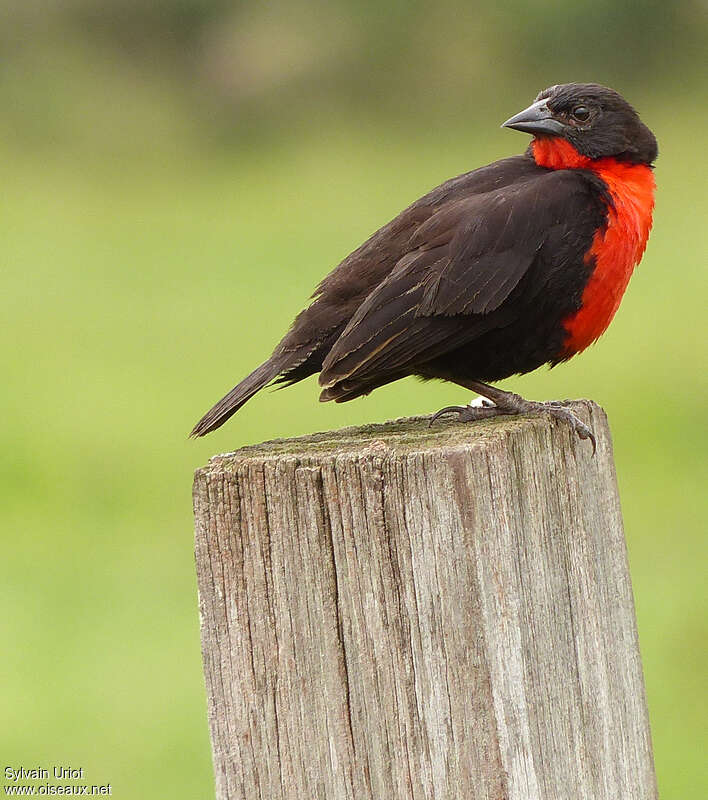 Red-breasted Blackbird male adult breeding, aspect