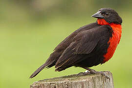 Red-breasted Blackbird