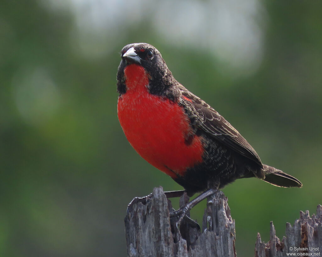 Red-breasted Blackbird male adult post breeding