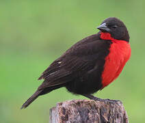 Red-breasted Meadowlark