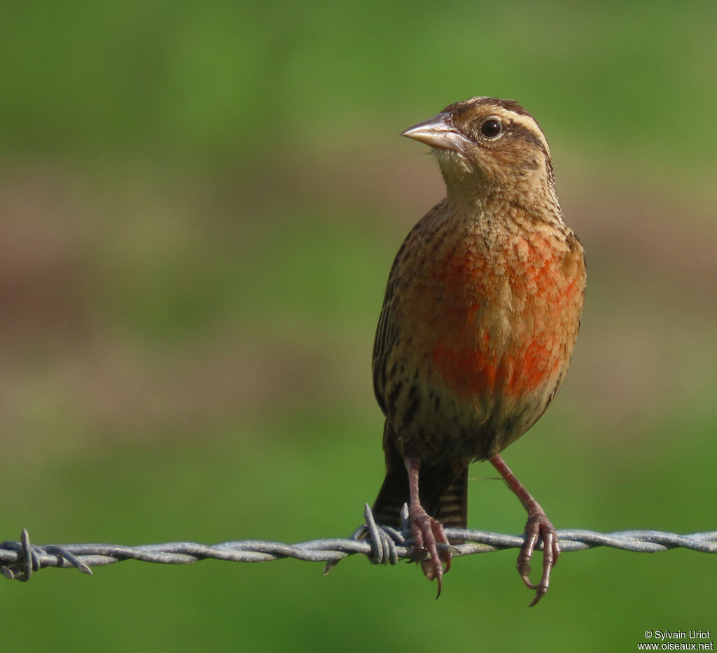 Red-breasted Meadowlark female adult