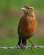 Red-breasted Meadowlark