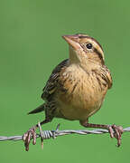 Red-breasted Meadowlark