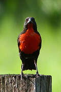 Red-breasted Blackbird