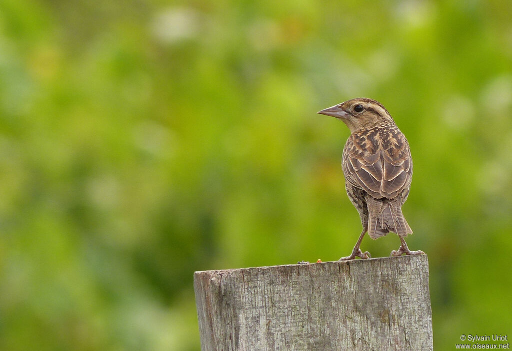 Red-breasted Meadowlark female adult