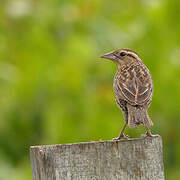 Red-breasted Meadowlark