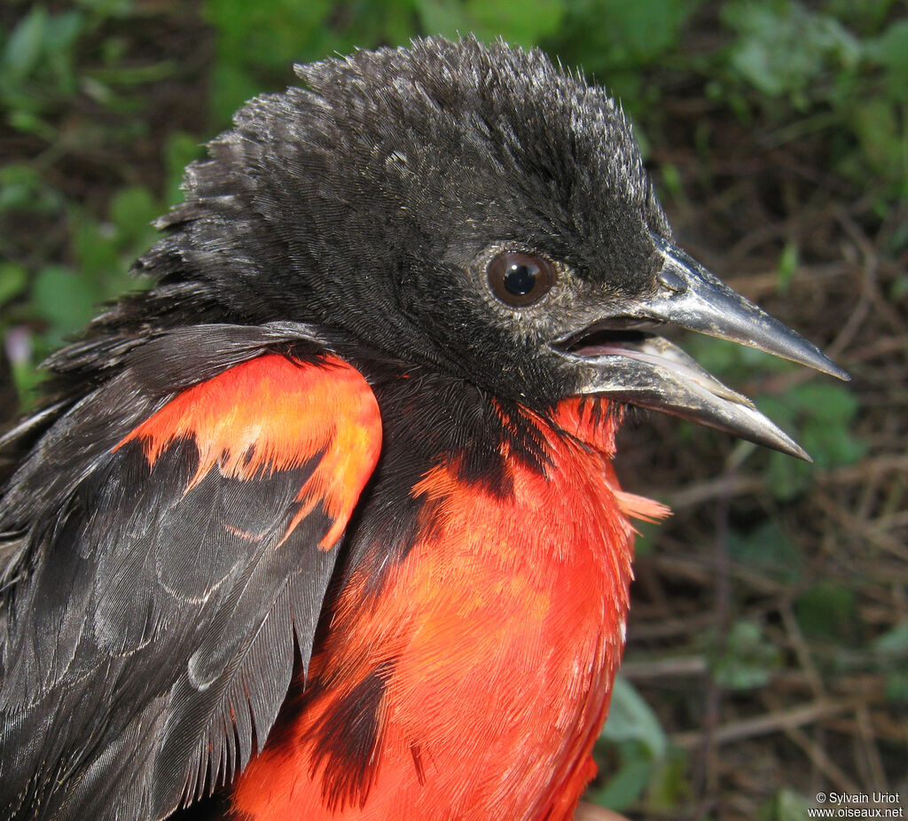 Red-breasted Blackbird male adult