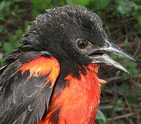 Red-breasted Blackbird