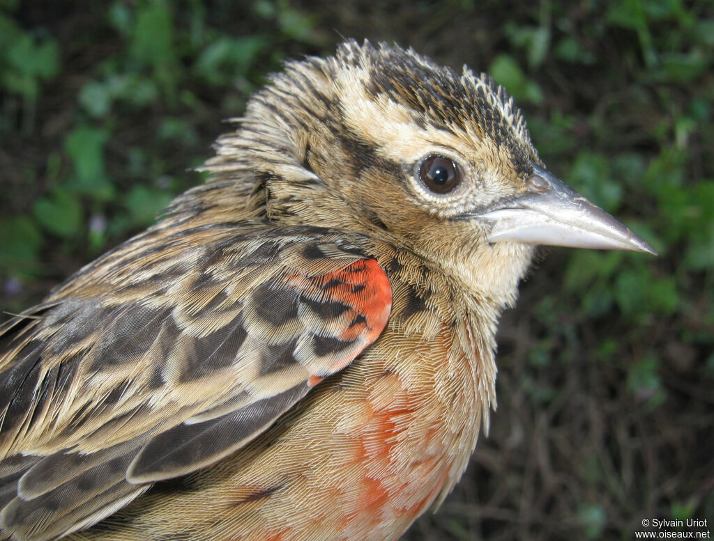 Red-breasted Meadowlark female adult