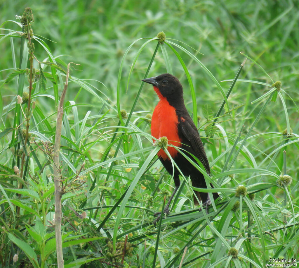 Red-breasted Blackbird male adult