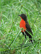 Red-breasted Meadowlark