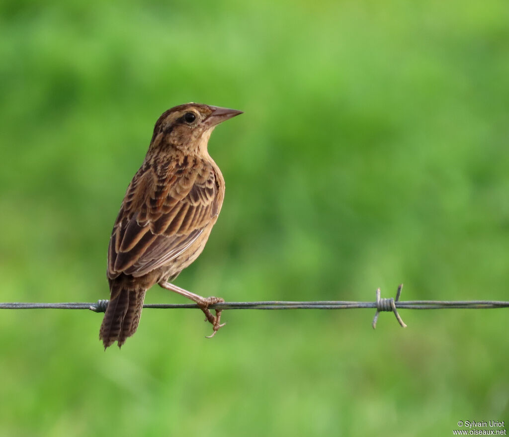 Red-breasted Meadowlark female adult