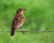 Red-breasted Meadowlark