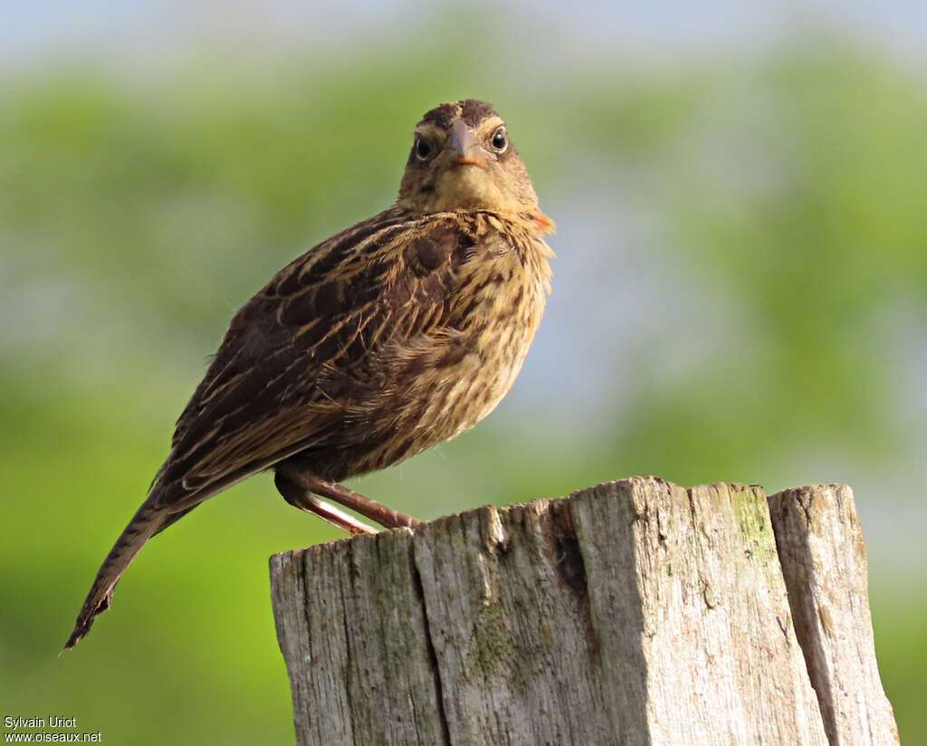 Red-breasted BlackbirdFirst year, identification