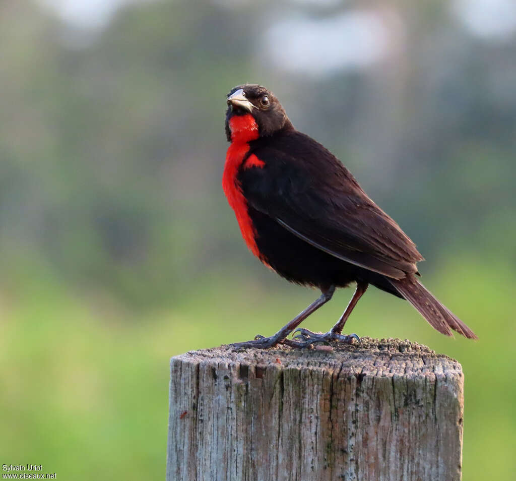 Red-breasted Blackbird male adult breeding, identification