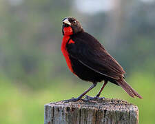 Red-breasted Meadowlark