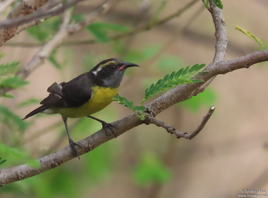 Bananaquitadult