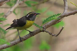 Bananaquit