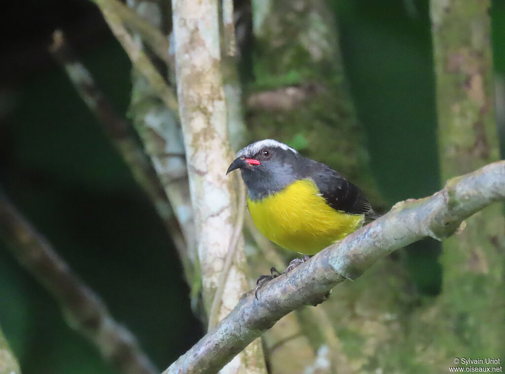 Bananaquitadult