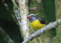 Bananaquit