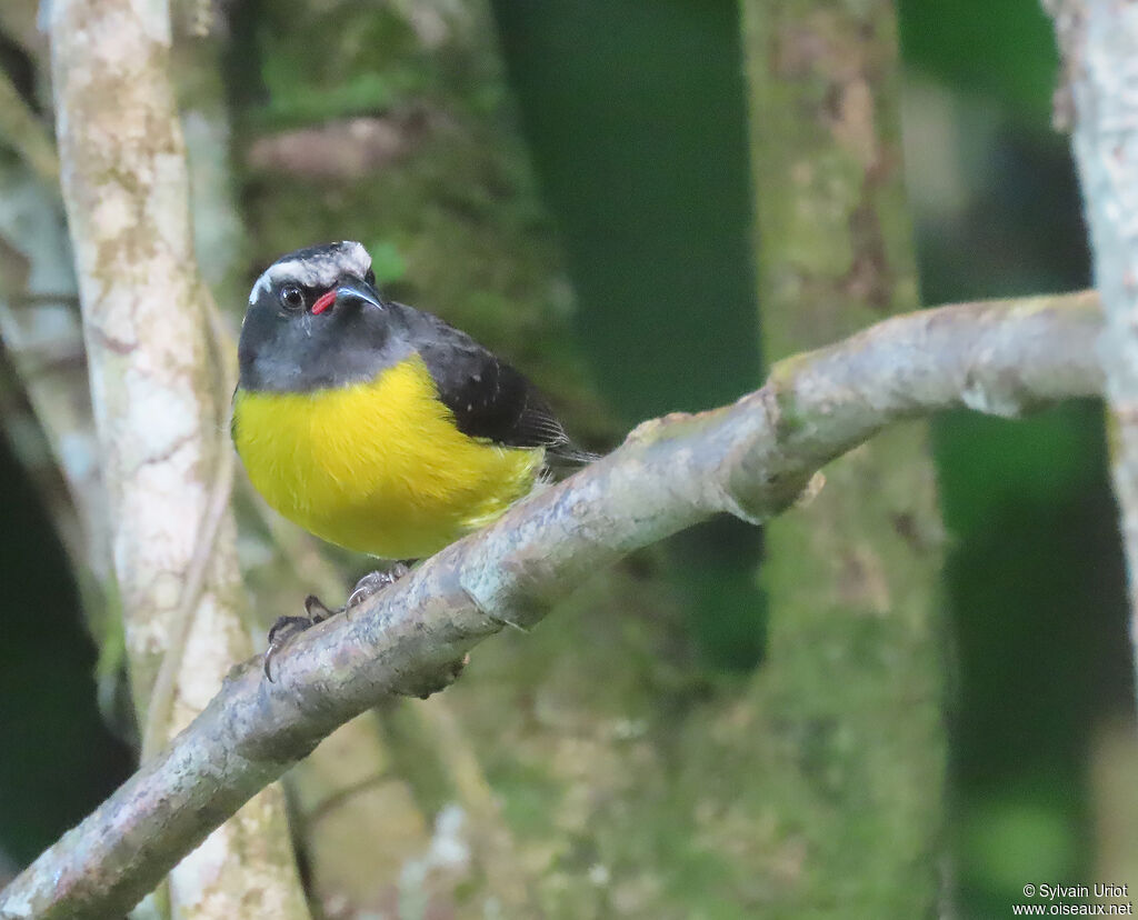 Bananaquitadult