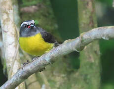 Bananaquit