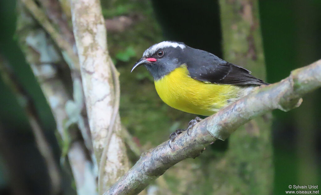 Bananaquitadult