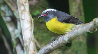 Bananaquit