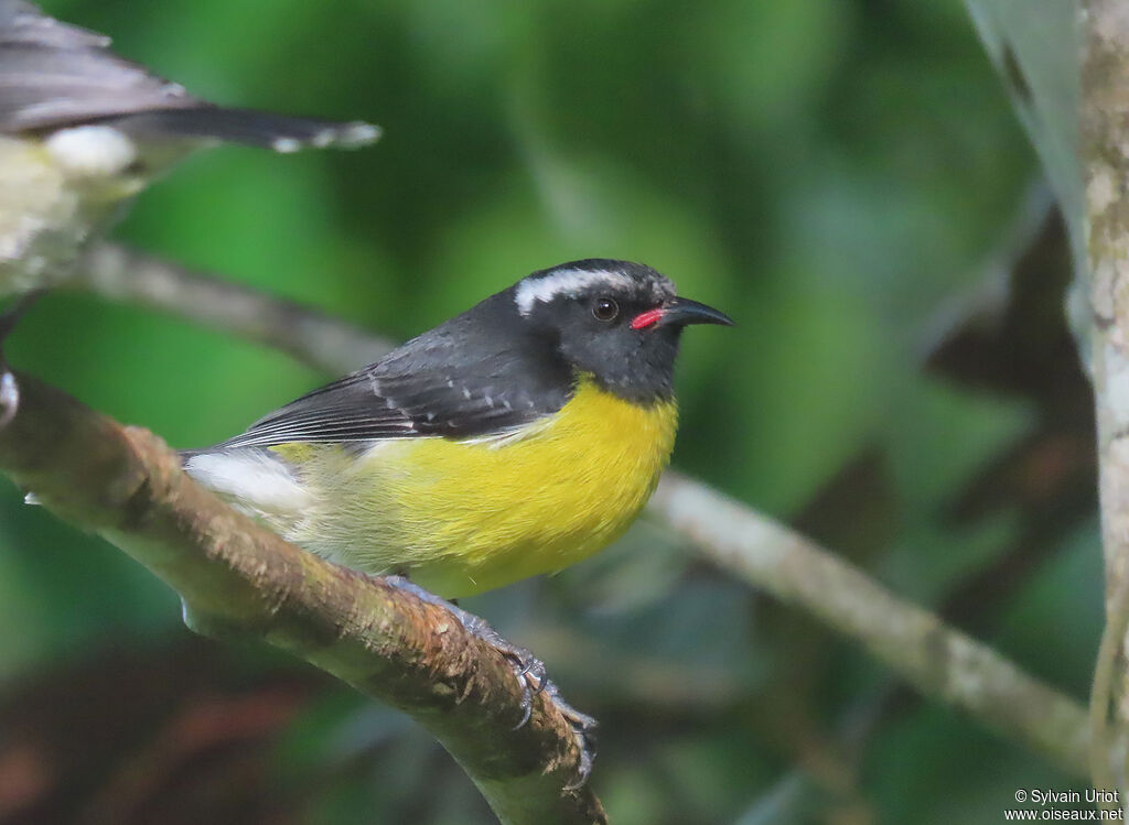 Bananaquitadult